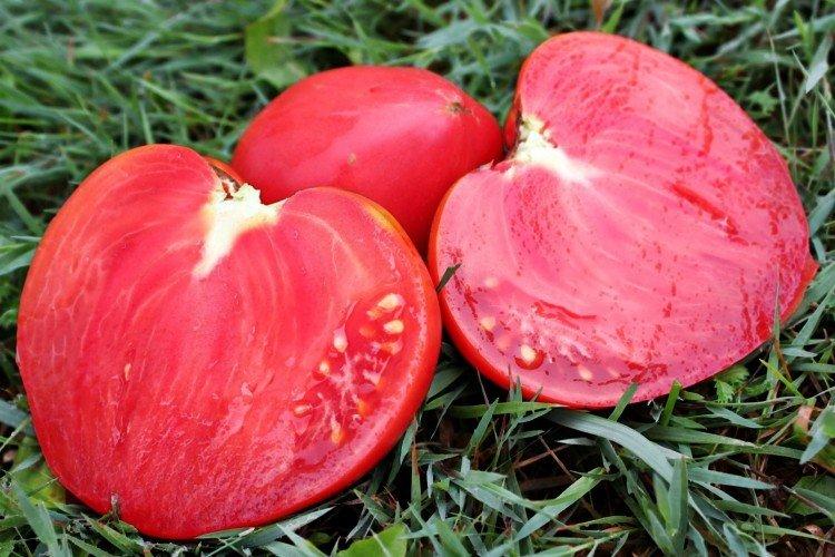 Мазарини - Крупноплодные сорта томатов для теплицы