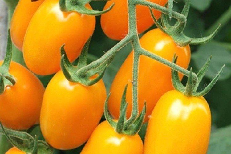 Буян - Сорта томатов для теплиц не требующие пасынкования