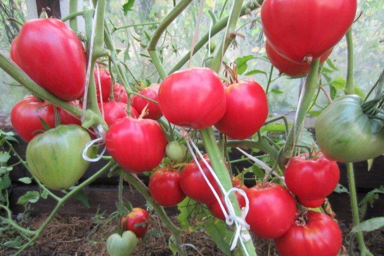 Данко - Сорта томатов для теплиц не требующие пасынкования
