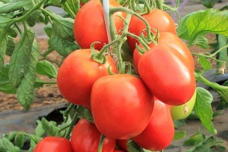 Детская сладость - Сорта томатов для теплиц не требующие пасынкования
