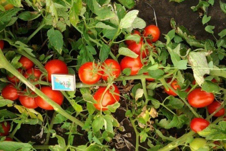 Аленка - Лучшие сорта томатов для теплиц в Подмосковье