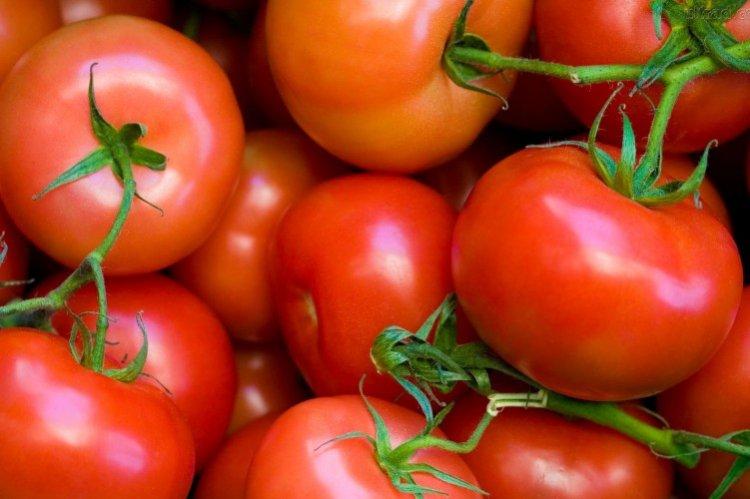 Андромеда - Лучшие сорта томатов для теплиц в Подмосковье