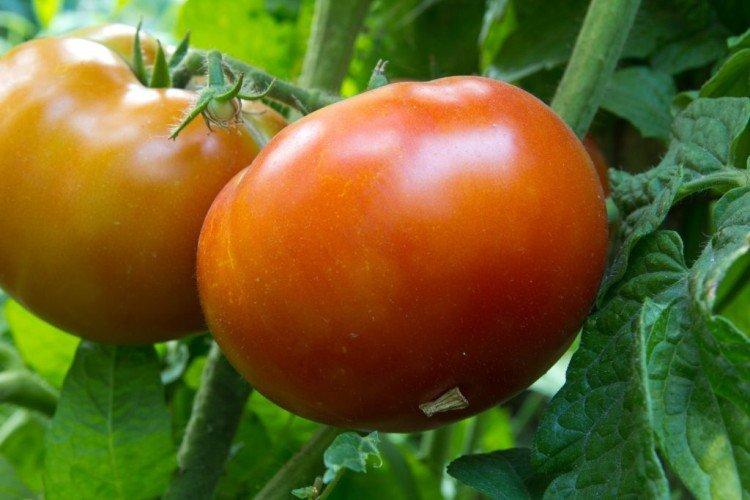 Король ранних - Лучшие сорта томатов для теплиц для Урала и Сибири