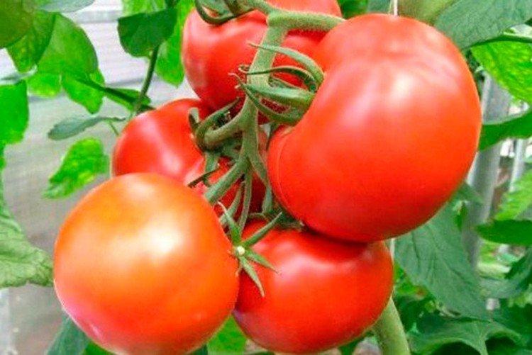 Ажур - Лучшие сорта томатов для теплиц для Урала и Сибири