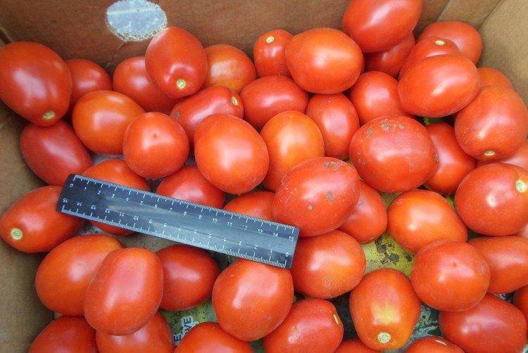 Медовая сливка - Лучшие сорта томатов для теплиц для Урала и Сибири