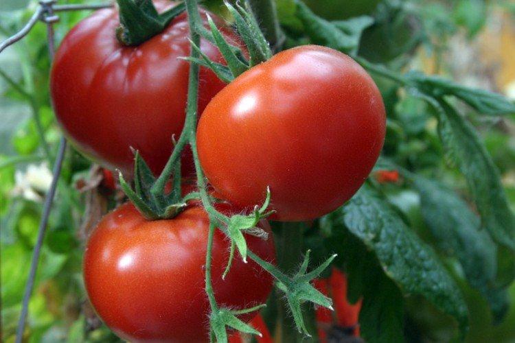 Аляска - Лучшие сорта томатов для теплиц для Урала и Сибири