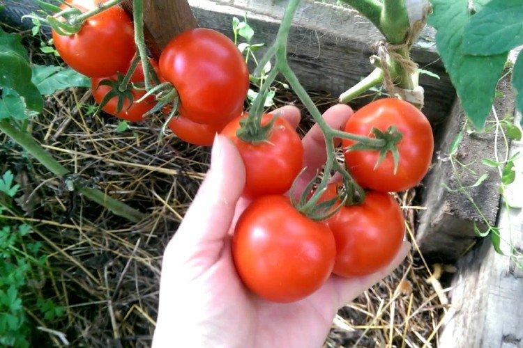 luchshie sorta tomatov nazvaniya foto 1200 47789