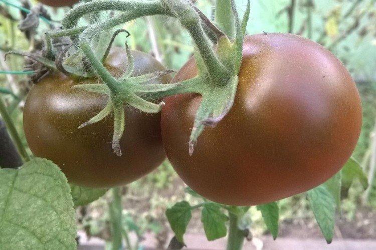 luchshie sorta tomatov nazvaniya foto 1200 47796