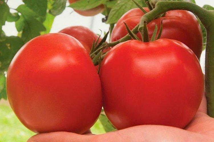 luchshie sorta tomatov nazvaniya foto 1200 47798