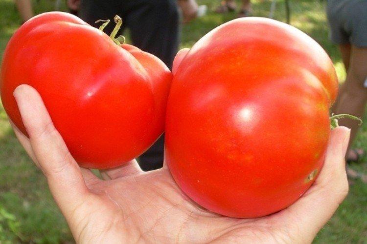 luchshie sorta tomatov nazvaniya foto 1200 47802