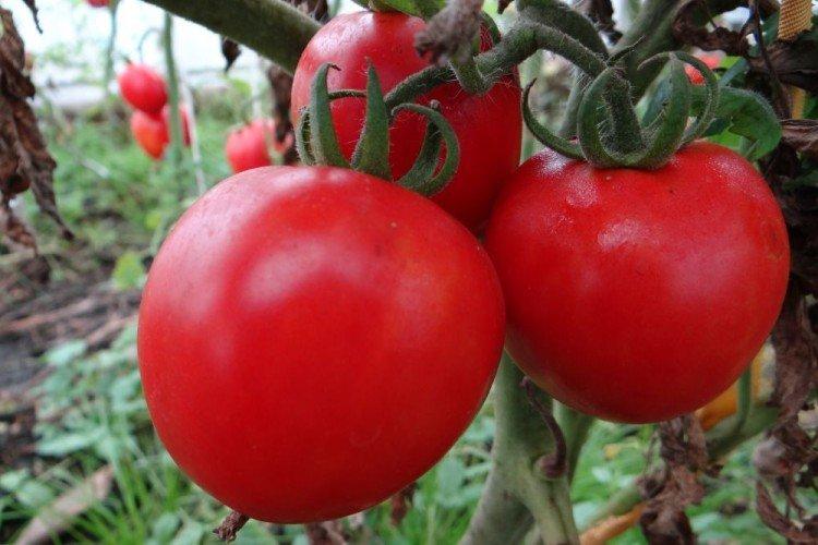 Загадка - Низкорослые сорта томатов