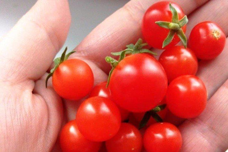 Пигмей - Низкорослые сорта томатов