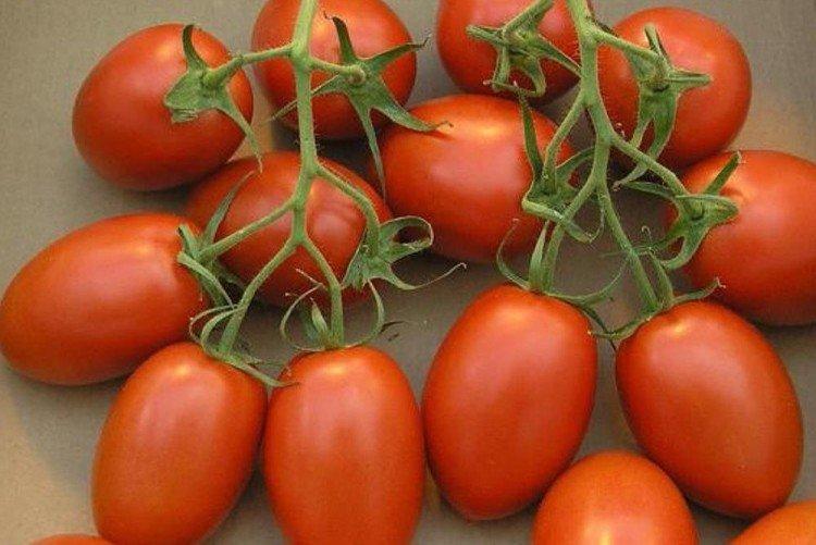 Детский - Низкорослые сорта томатов