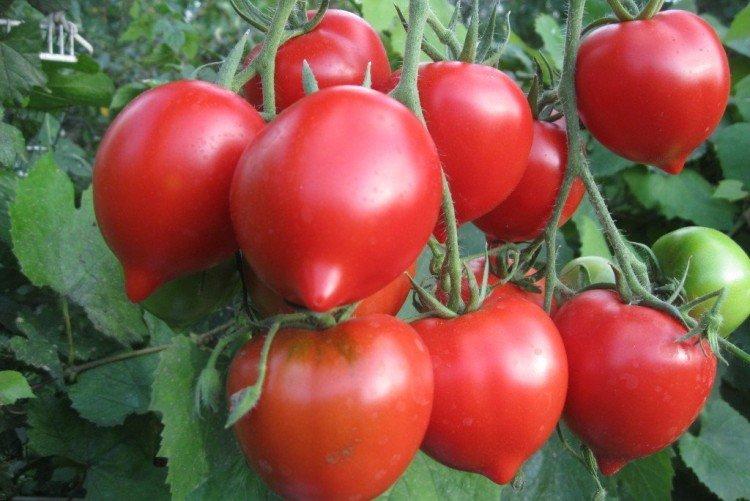 luchshie sorta tomatov nazvaniya foto 1200 47820