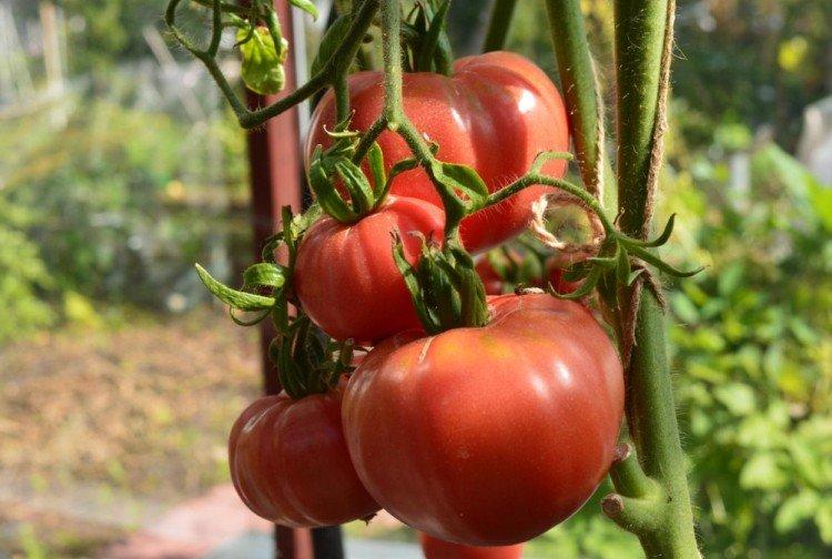 luchshie sorta tomatov nazvaniya foto 1200 47824