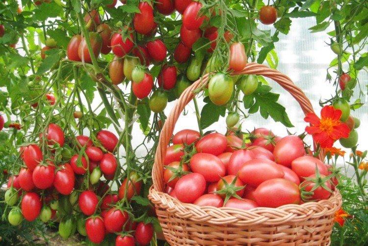 Чио Чио Cан - Лучшие сорта томатов для теплиц