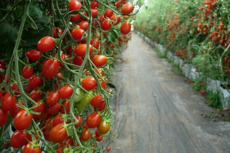 Спрут - Лучшие сорта томатов для теплиц