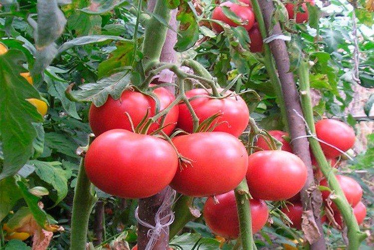 Касамори - Лучшие сорта томатов для теплиц
