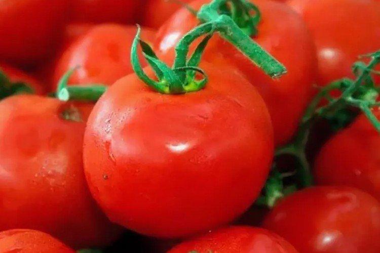 Толстой - Лучшие сорта томатов для теплиц