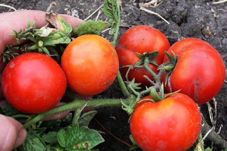luchshie sorta tomatov nazvaniya foto 1200 47840