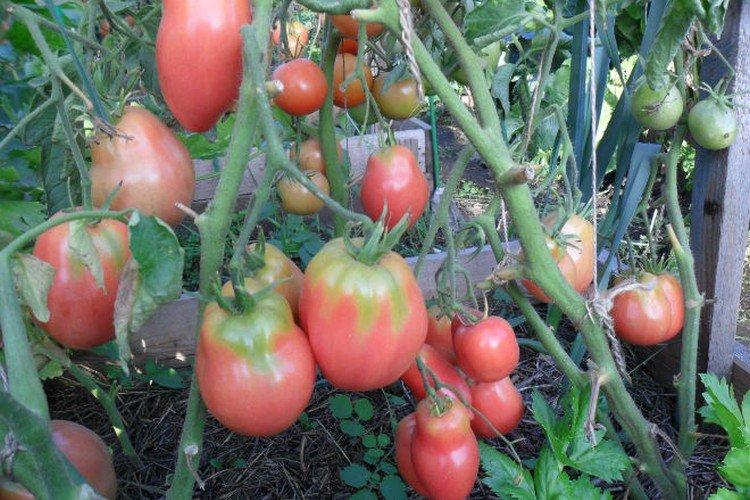 luchshie sorta tomatov nazvaniya foto 1200 47842
