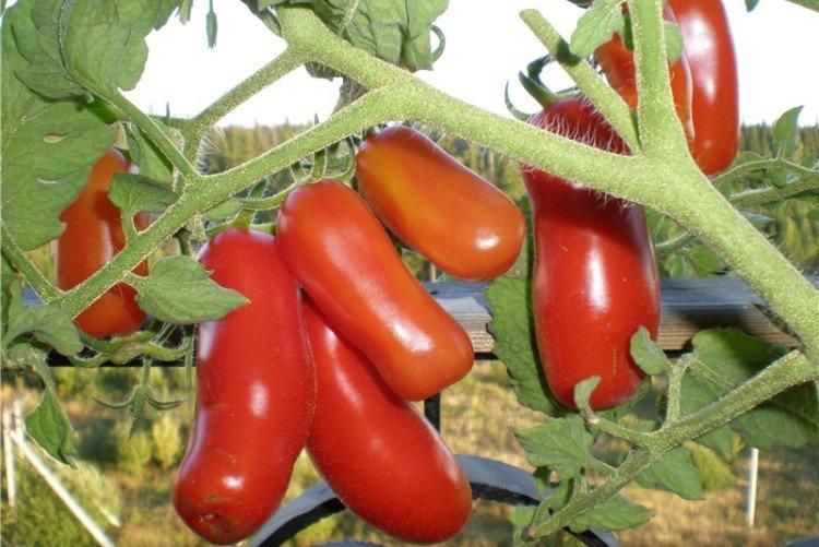 luchshie sorta tomatov nazvaniya foto 1200 47855