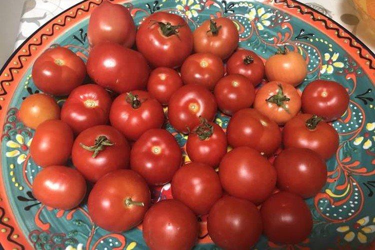 luchshie sorta tomatov nazvaniya foto 1200 47859