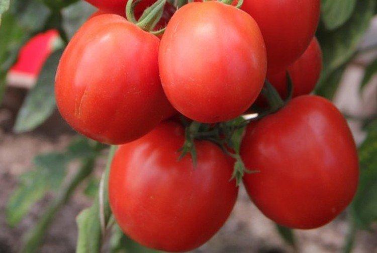 luchshie sorta tomatov nazvaniya foto 1200 47862