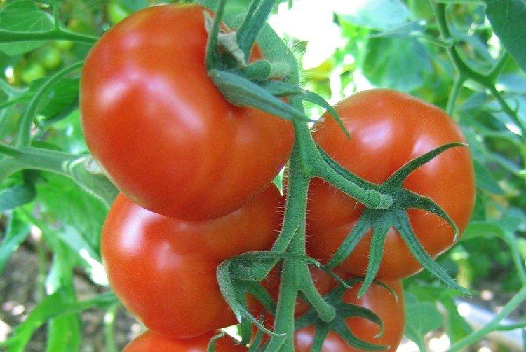 luchshie sorta tomatov nazvaniya foto 1200 47868