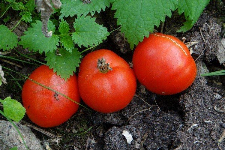 luchshie sorta tomatov nazvaniya foto 1200 47870
