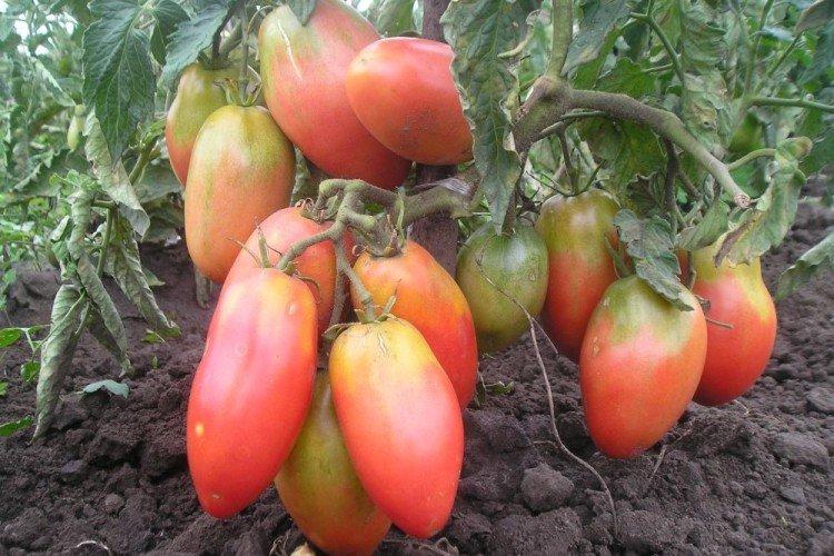 luchshie sorta tomatov nazvaniya foto 1200 47877