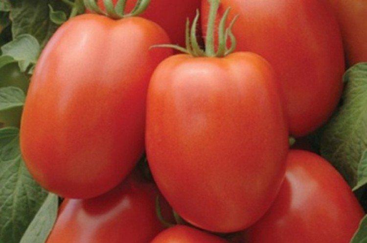 luchshie sorta tomatov nazvaniya foto 1200 47881