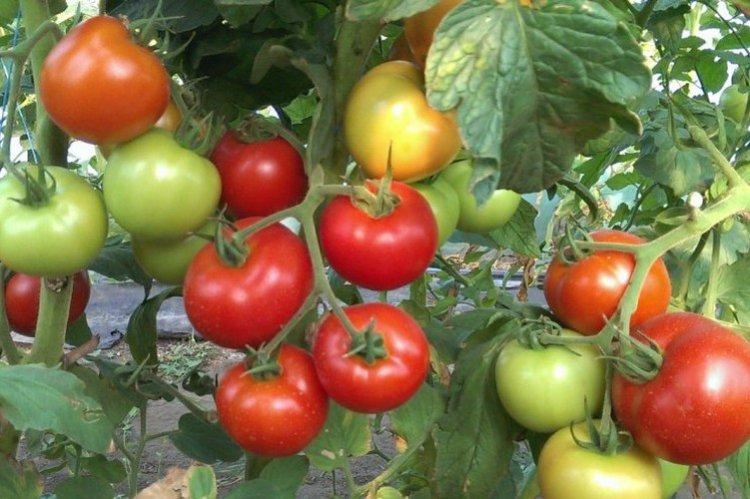 luchshie sorta tomatov nazvaniya foto 1200 47884