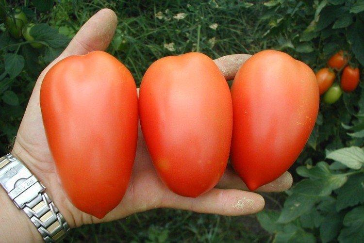luchshie sorta tomatov nazvaniya foto 1200 47886