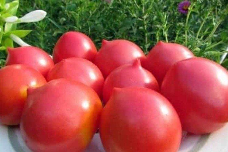 luchshie sorta tomatov nazvaniya foto 1200 47890