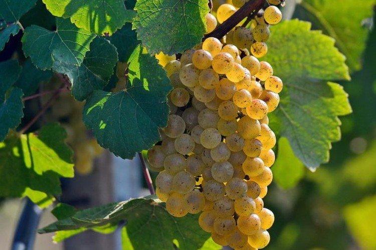 Шардоне - Сорта винограда для белого вина