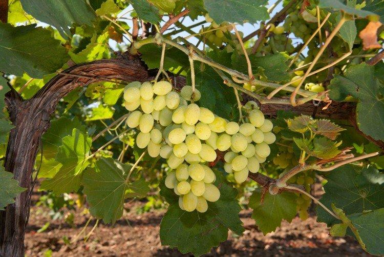 Алиготе - Сорта винограда для белого вина