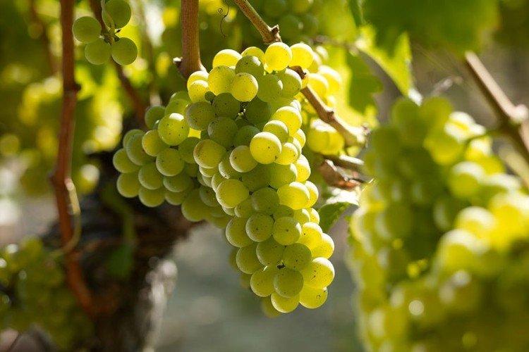 Совиньон блан - Сорта винограда для белого вина