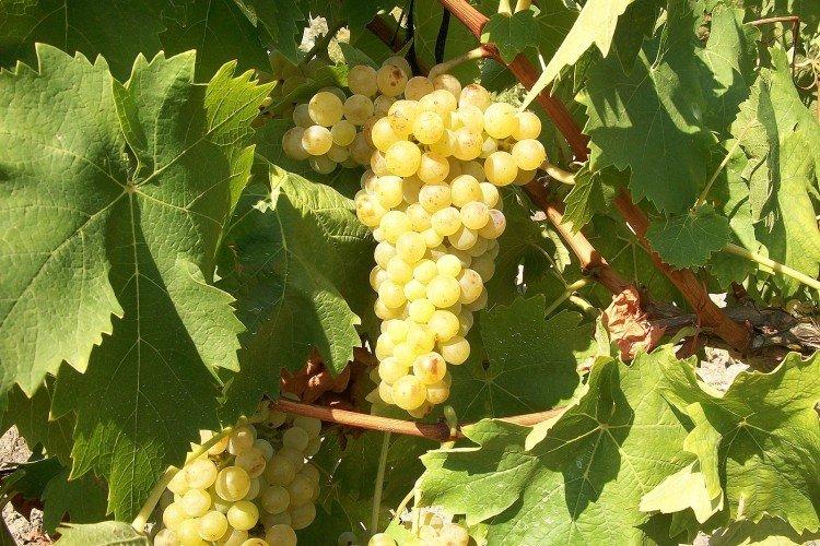 Мускат - Сорта винограда для белого вина