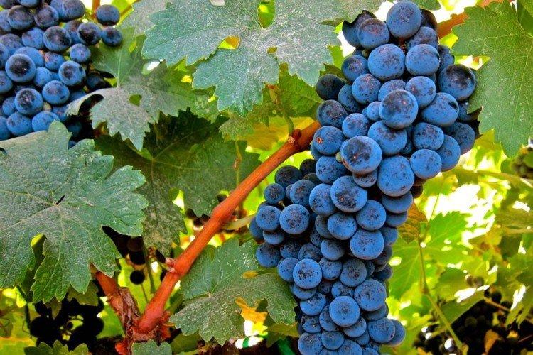 Бастардо - Сорта винограда для красного вина