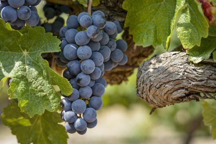 Мерло - Сорта винограда для красного вина
