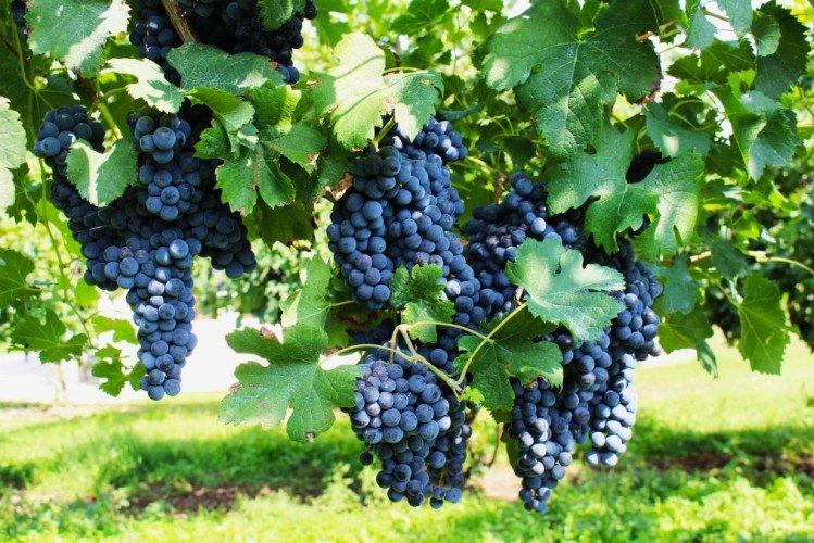 Пино Нуар - Сорта винограда для красного вина