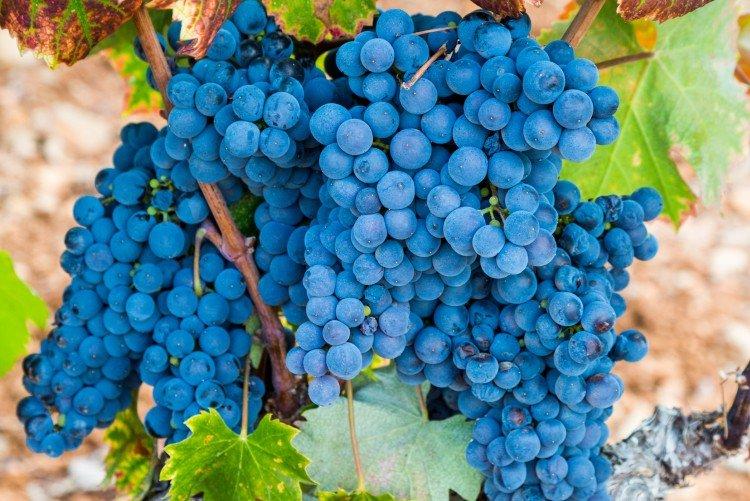 Мурведр - Сорта винограда для красного вина