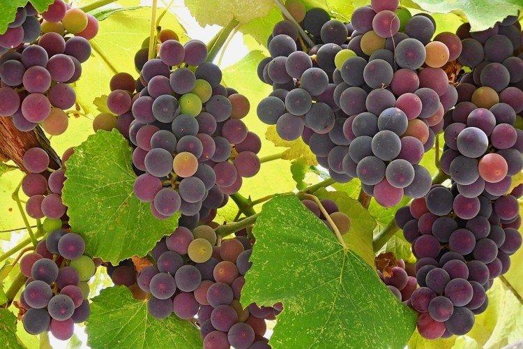 Изабелла - Сорта винограда для красного вина