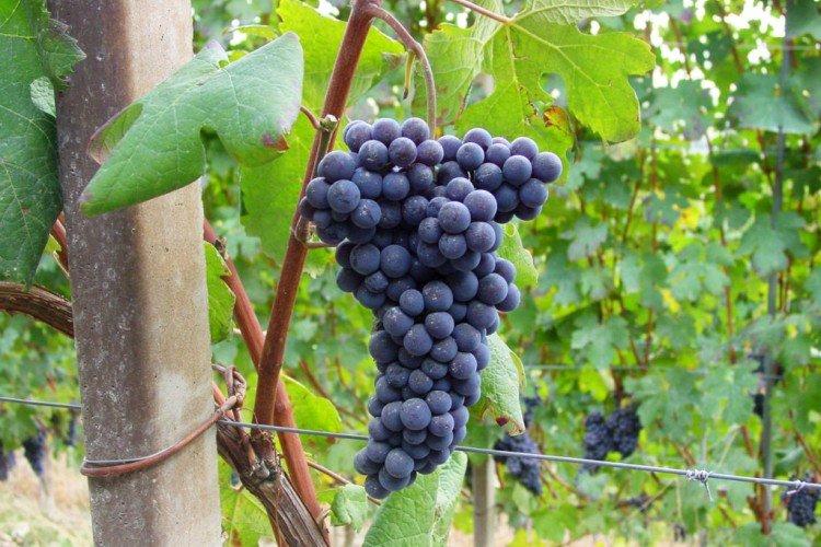 Терновый - Элитные сорта винограда для вина