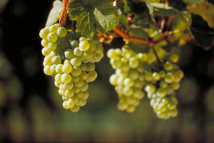 Рислинг - Элитные сорта винограда для вина