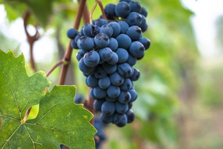 Санджовезе - Элитные сорта винограда для вина