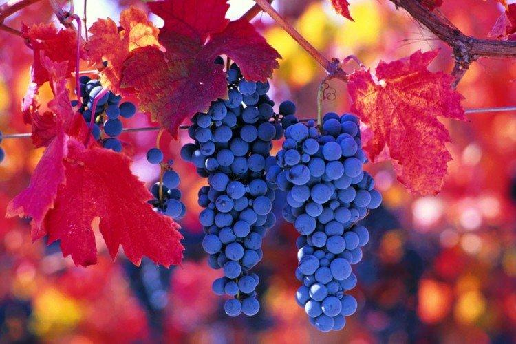 Карменер - Элитные сорта винограда для вина