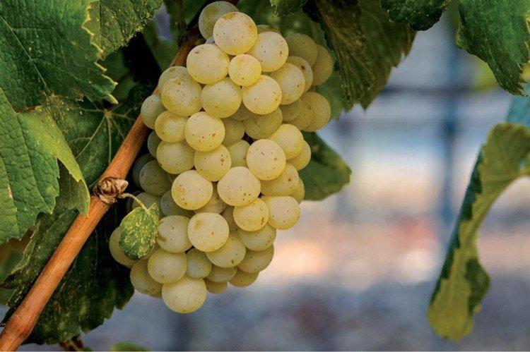 Альбариньо - Элитные сорта винограда для вина