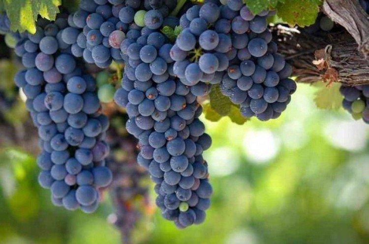 Зилга - Лучшие винные сорта винограда для Подмосковья